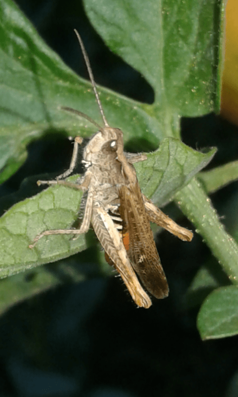 Chorthippus sp. (Acrididae)?  S, Chorthippus brunneum